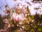 Magnolia, Różowy, Kwiat, Gałązki