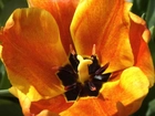 Tulipan, żółty, słupek, pręciki