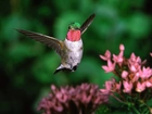 Koliber, kwiaty