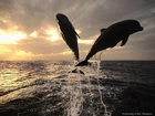 Delfiny, Morze, Zachody Śłońca