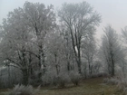 Białe, Drzewa, Zima