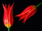 Czerwone, Tulipany, Krople, Wody