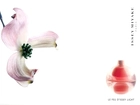 Issey Miyake, kwiat, flakon, perfumy
