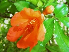 Kwiat mandarynkowy