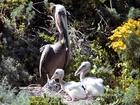 Pelikany, pisklęta, gniazdo