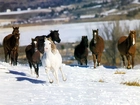 Konie, stado, śnieg
