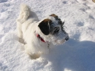 Sealyham Terrier, śnieg, czerwona, obroża