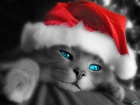 Boże Narodzenie,kociaczek