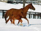 Koń, źrebię, śnieg, padok