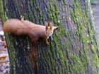 Wiewiórka, Drzewo