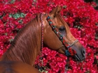 Koń, kwiaty, uzda
