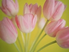 Różowe Tulipany