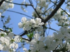 Drzewko, Kwiaty, Wiśnia