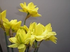 Żółte, Kwiatki
