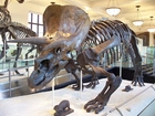 Szkielet, Triceratops
