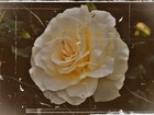 Biała, Róża, Efekt, Starego, Zdjęcia