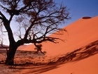 Sand Dunes, Drzewo, Pustynia