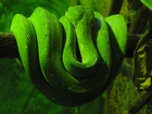 Zielony, Wąż, Gałąź