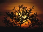 Afryka, Drzewo, Zachód Słońca