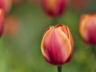 Zamknięty, Kwiat, Tulipana