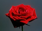 Piękny, Kwiat, Róży