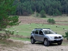 Srebrna, Dacia Duster, Owce, Pastwisko