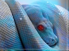 Niebieski, Wąż, Czerwone, Oczy