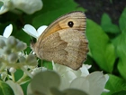Motyl, Kwiat, Bzu