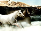 Konie, Galop, Woda