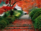 Dom, Japonia, Drzewo, Schody, Liście