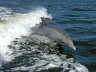 Delfin, Morze, Fala