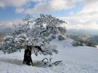 Śnieg, Drzewo, Wzgórze