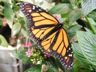 Motyl, Monarch, Zielone, Liście