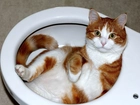 Kot, Toaleta, Muszla