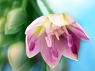 Liliowy, Tulipan