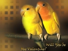 Dwie, Papużki, Miłość, Walentynki