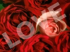 Pąki, Róż, Love