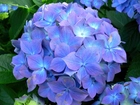 Niebieskawo, Fioletowy, Kolor, Hortensja