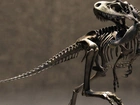 Dinozaur, Szkielet