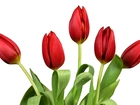 Pięć, Czerwonych, Tulipanów