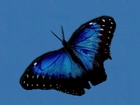 Niebiesko, Czarny, Motyl