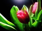 Czerwone, Tulipany, Zielone, Liście