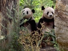 Dwa, Misie, Panda, Drzewa