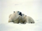 Niedźwiadki, Polarne, Śnieg