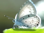 Piękny, Biały, Motyl