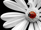 Biedronka, Biały, Kwiatek