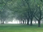 Park, Mgła, Drzewa