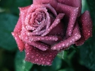 Purpurowa, Róża, Krople
