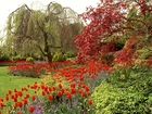 Park, Królowej, Elżbiety, Czerwone, Tulipany