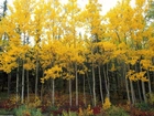 Żółte, Liście, Drzew